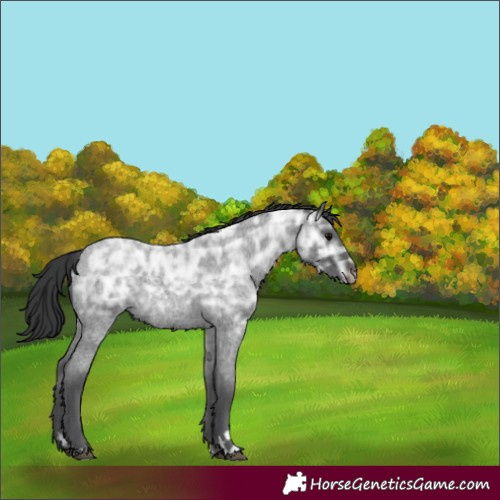 Horse Color:Blue Ice Roan Rabicano 