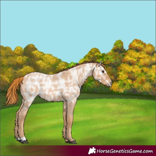 Horse Color:Red Ice Roan Rabicano 
