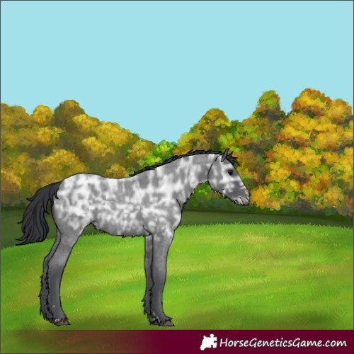Horse Color:Blue Ice Roan Rabicano 