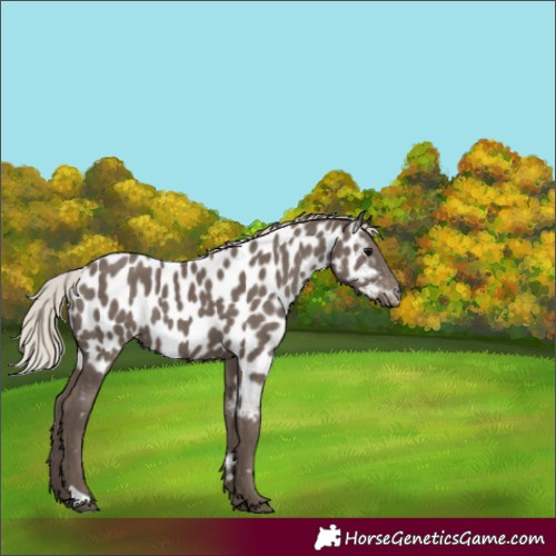 Horse Color:Silver Black Near Leopard 