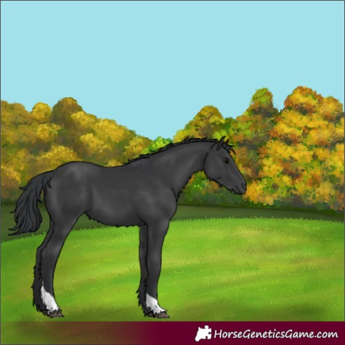 Horse Color:Black Tobiano 