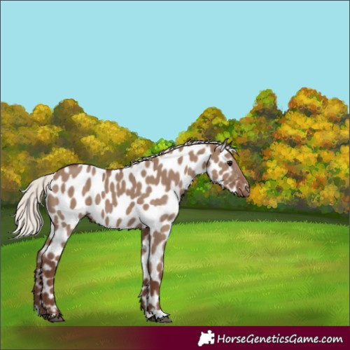 Horse Color:Silver Grullo Near Leopard 