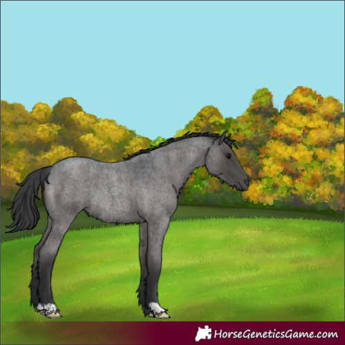 Horse Color:Blue Roan Rabicano 