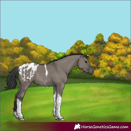 Horse Color:Grullo Tobiano Appaloosa Rabicano 
