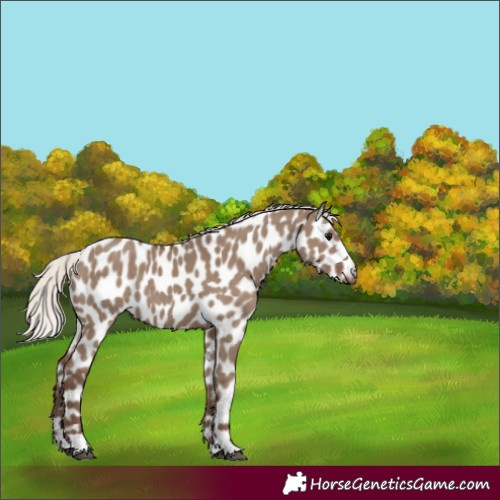Horse Color:Silver Grullo Appaloosa 