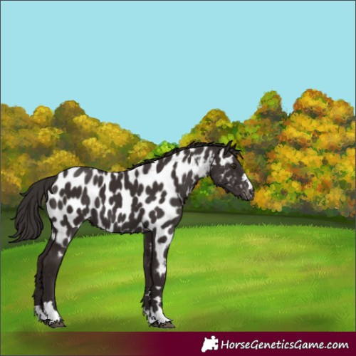 Horse Color:Liver Chestnut Appaloosa 