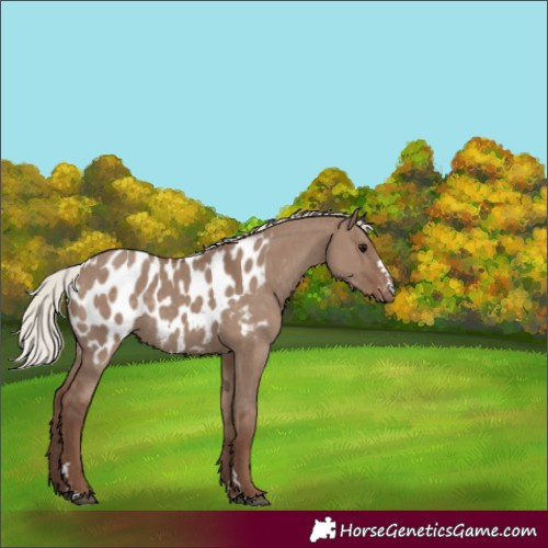 Horse Color:Silver Grullo Near Leopard Rabicano 