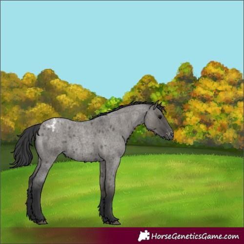 Horse Color:Grullo Roan Appaloosa 