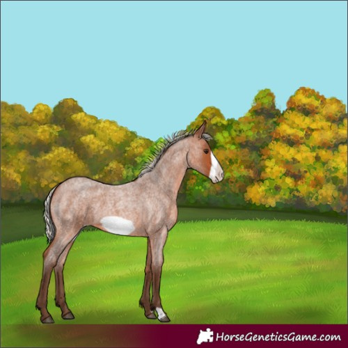 Horse Color:Silver Brown Roan Frame 