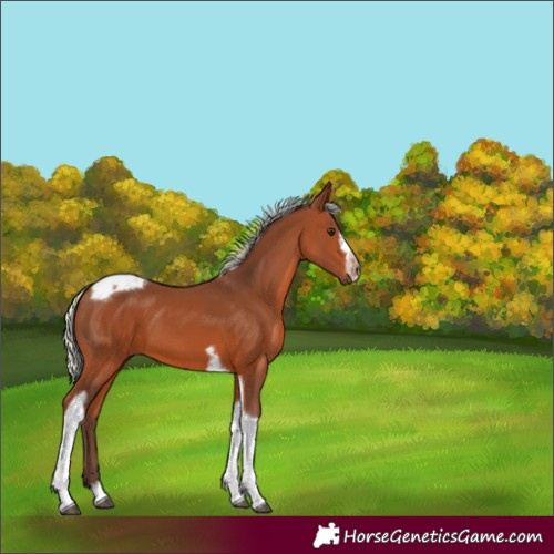 Horse Color:Silver Brown Tobiano Frame 