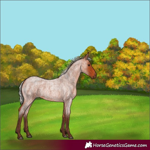 Horse Color:Silver Bay Roan 