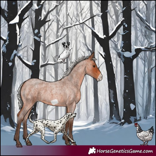 Horse Color:Silver Brown Roan Frame 