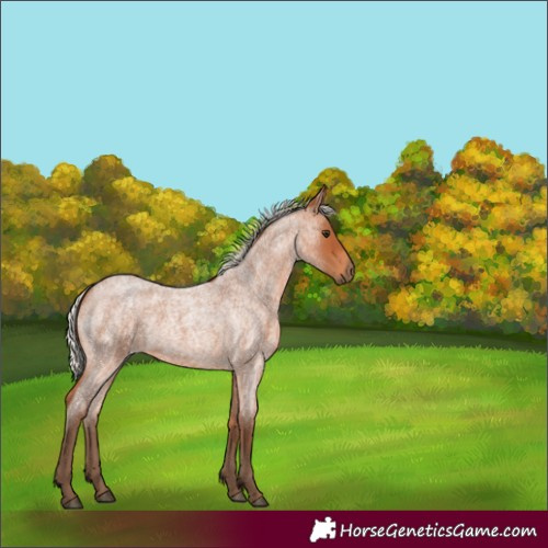 Horse Color:Silver Bay Roan 