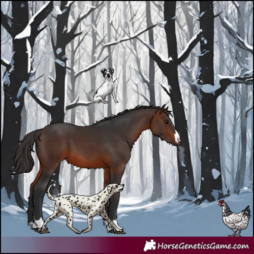 Horse Color:Brown 