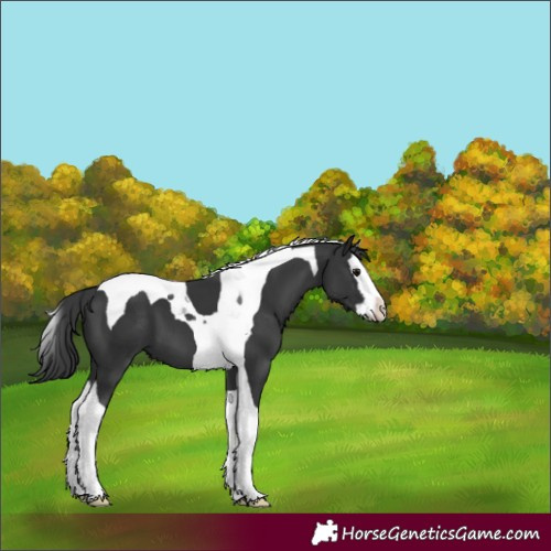 Horse Color:Black Splash Tobiano Varnish 