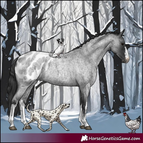 Horse Color:White Spotted Blue Roan Blanket 