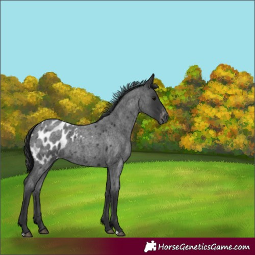 Horse Color:Blue Roan Blanket 