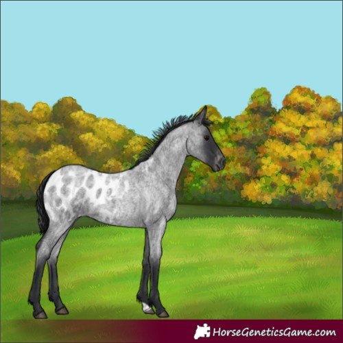 Horse Color:Blue Roan Blanket 