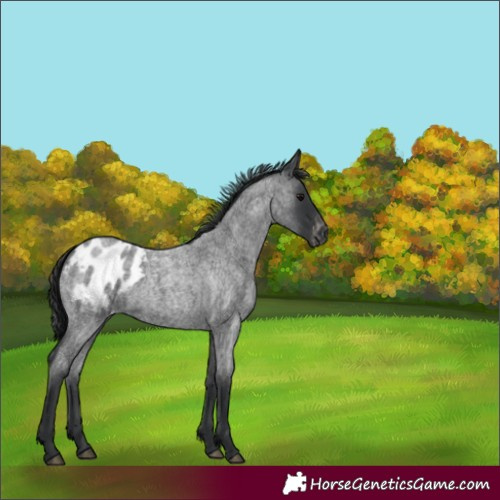Horse Color:White Spotted Blue Roan Blanket 