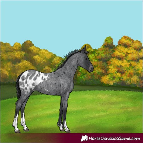 Horse Color:White Spotted Blue Roan Blanket 