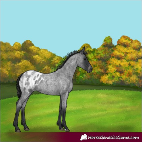 Horse Color:Blue Roan Blanket 