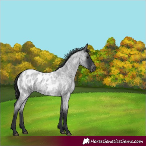Horse Color:White Spotted Blue Roan Appaloosa 
