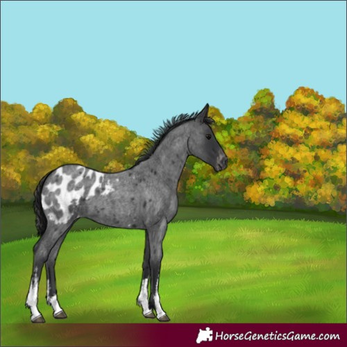 Horse Color:White Spotted Blue Roan Blanket 