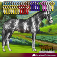 Horse Color:Brown Sabino and Brown Sabino