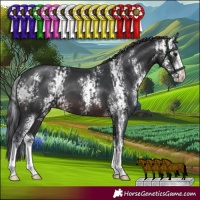 Horse Color:Brown Sabino and Brown Sabino