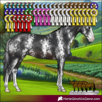 Horse Color:Brown Sabino  and Brown Sabino 