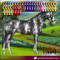 Horse Color:Brown Sabino  and Brown Sabino 