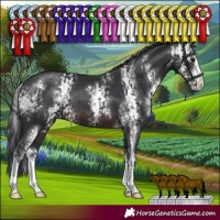 Horse Color:Brown Sabino  and Brown Sabino 