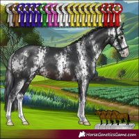 Horse Color:Brown Sabino  and Brown Sabino 