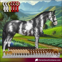 Horse Color:Brown Sabino 
