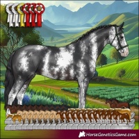 Horse Color:Brown Sabino 