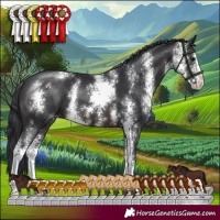 Horse Color:Brown Sabino 