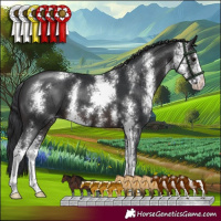 Horse Color:Brown Sabino 