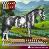 Horse Color:Brown Sabino