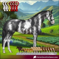 Horse Color:Brown Sabino