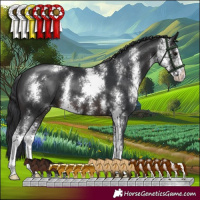 Horse Color:Brown Sabino 