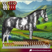 Horse Color:Brown Sabino 