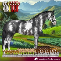Horse Color:Brown Sabino