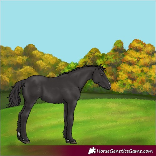 Horse Color:Smoky Black 