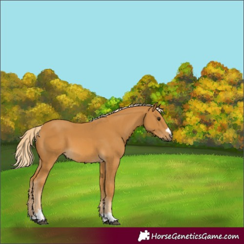 Horse Color:Palomino 