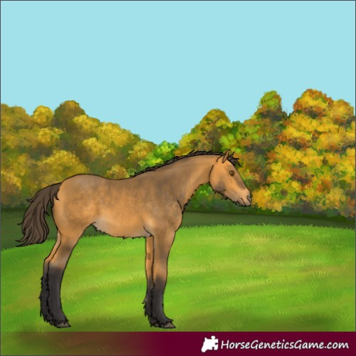 Horse Color:Buckskin 
