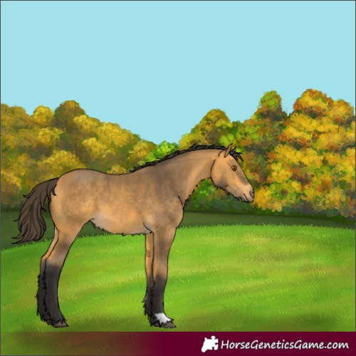 Horse Color:Buckskin 