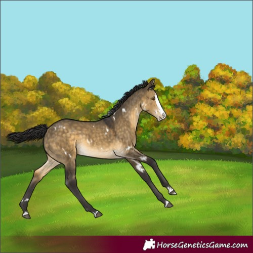 Horse Color:White Spotted Buckskin Dun Splash Rabicano 