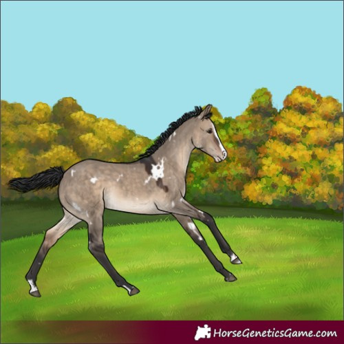 Horse Color:White Spotted Brown Dun Splash Rabicano 