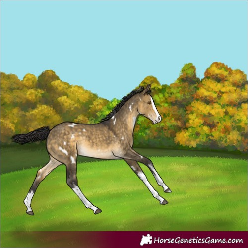 Horse Color:White Spotted Buckskin Dun Splash Rabicano