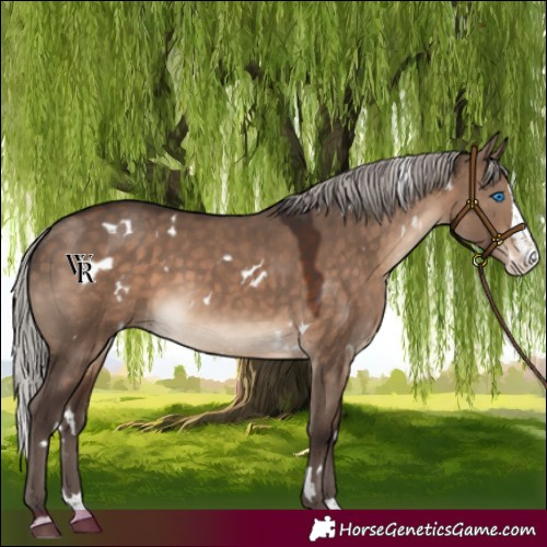 Horse Color:White Spotted Silver Brown Dun Splash Rabicano 